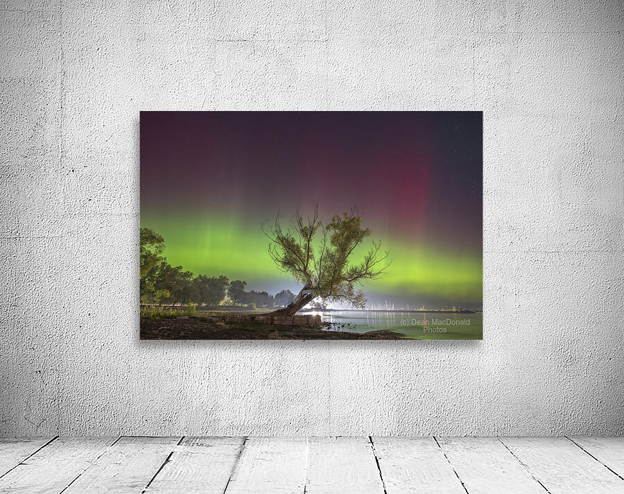 Summerfolk Tree Aurora Wall Preview