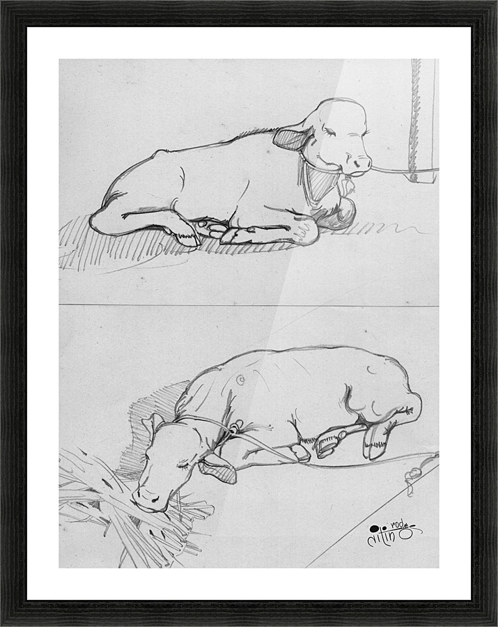 Calf Picture Frame print