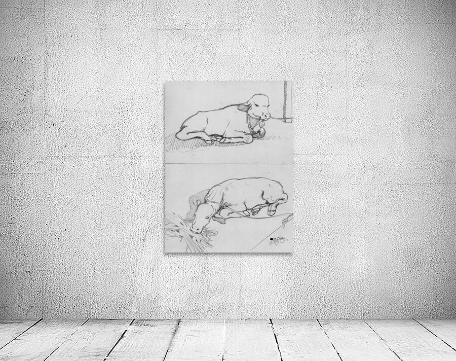 Calf Wall Preview