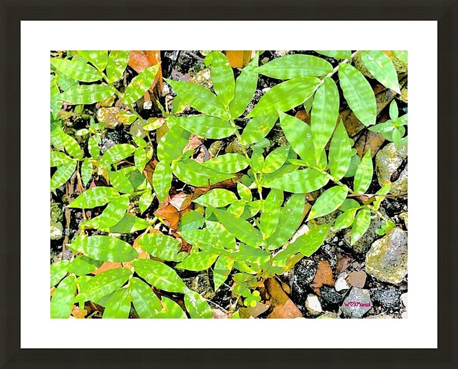 Verdurous Picture Frame Printing