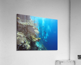 scuba diving Acrylic Print