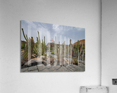 jardin de cactus Acrylic Print