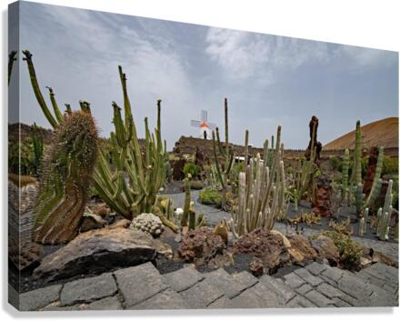 jardin de cactus Canvas Print