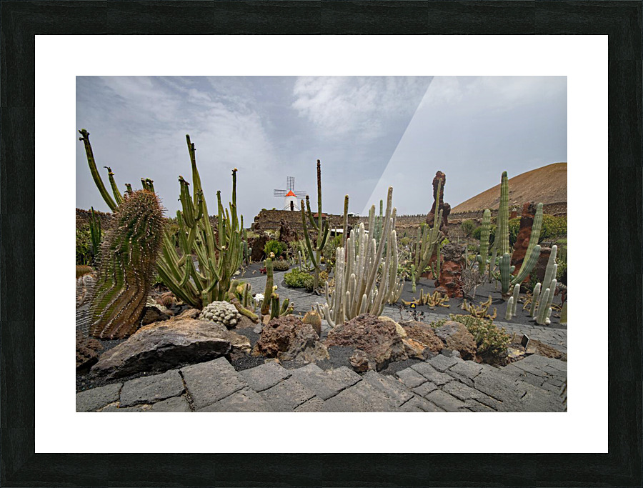 jardin de cactus Picture Frame print