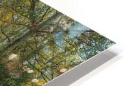 forest HD Metal print