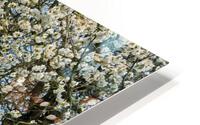 Blossom HD Metal print