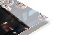 Cherry blossoms 1 HD Metal print