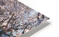 cherry blossoms 3 HD Metal print