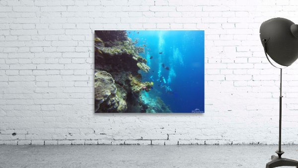 scuba diving Wall Preview
