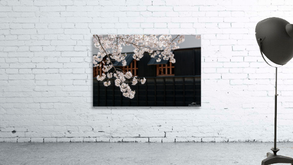 Cherry blossoms 1 Wall Preview