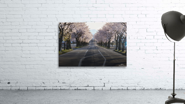 cherry blossoms 3 Wall Preview