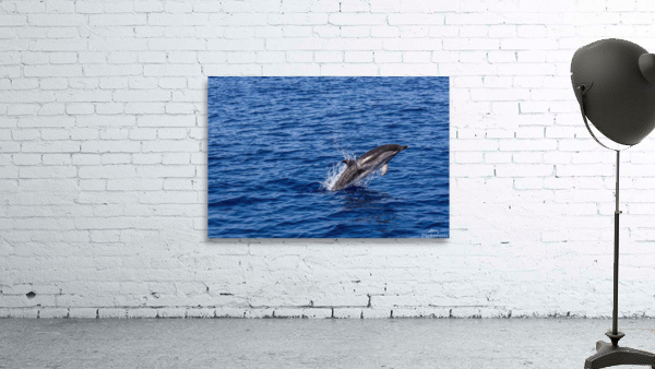 dolphin Wall Preview