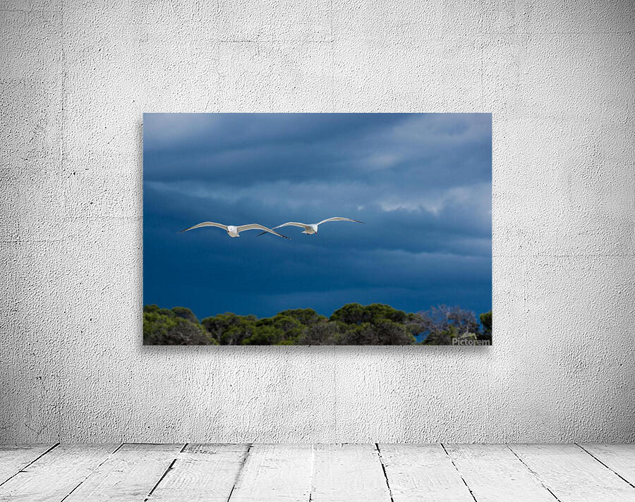 seagulls Wall Preview