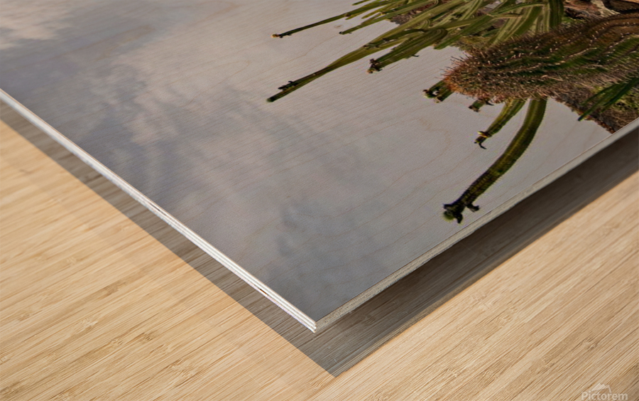 jardin de cactus Wood print