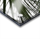palm tree Acrylic print