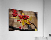 saaremaa 062 Acrylic Print