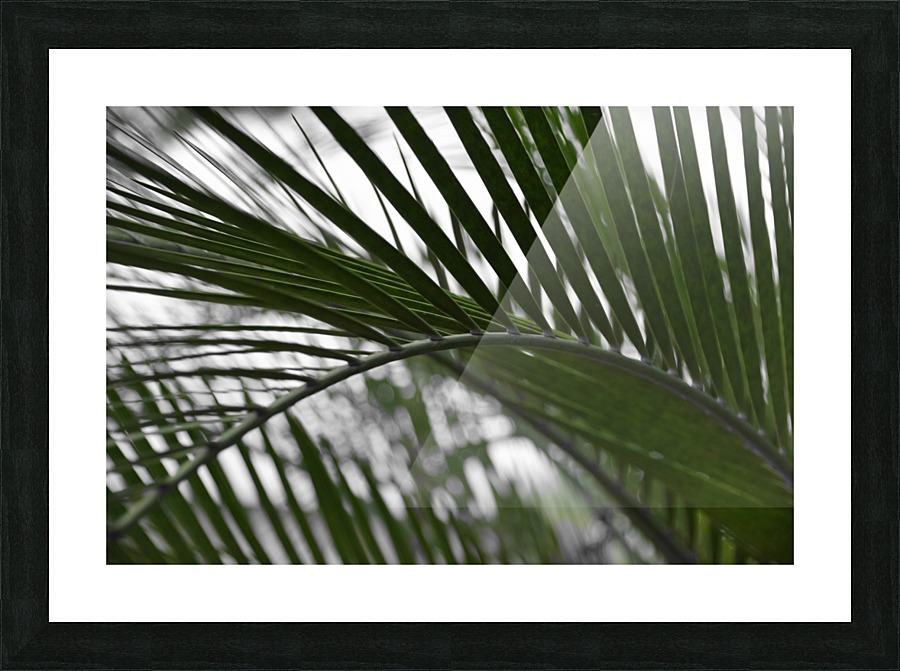 palm tree Picture Frame print