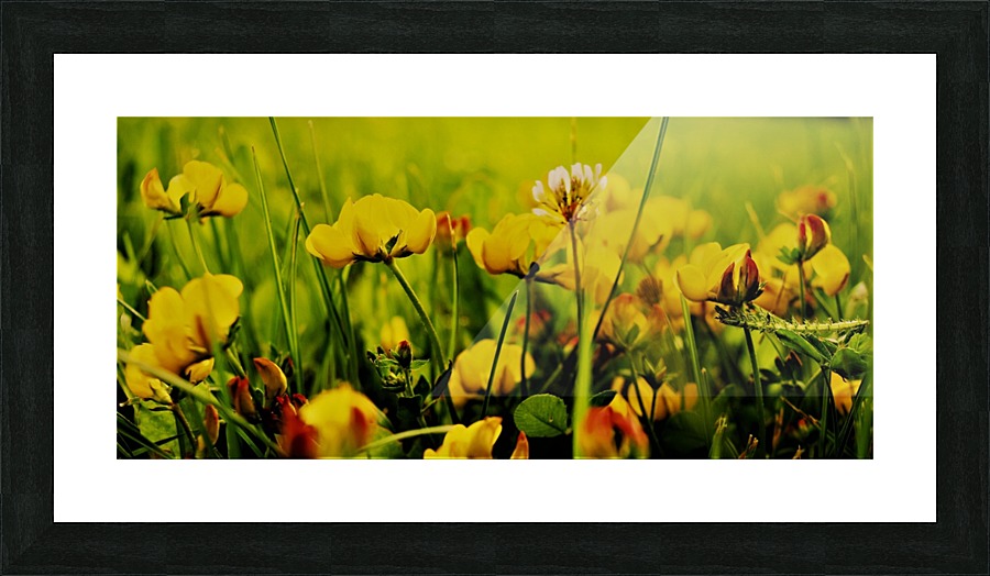 in the grass  Picture Frame print