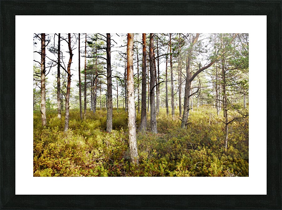 cranberry marsh Picture Frame print