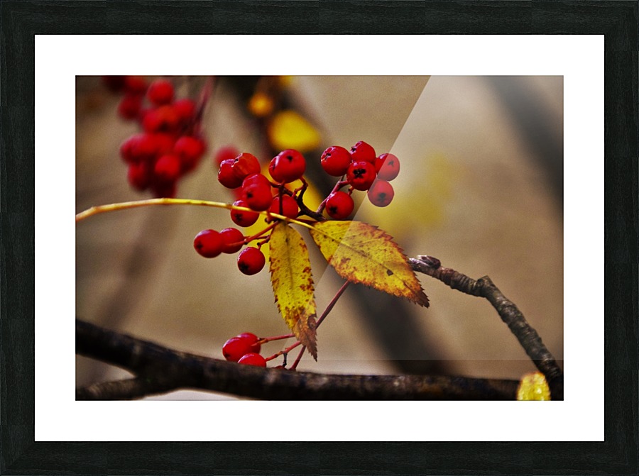saaremaa 062 Picture Frame print