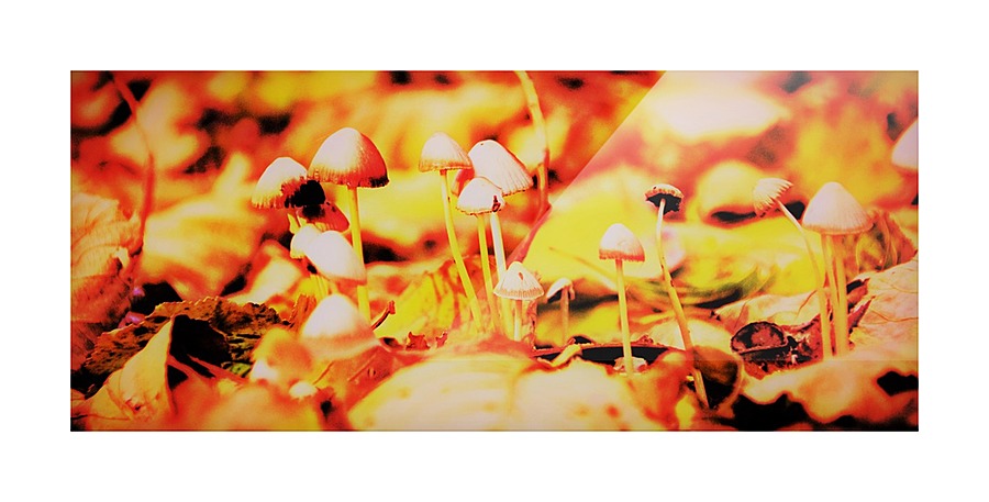 mushrooms Picture Frame print