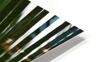 palm tree HD Metal print