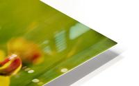 in the grass  HD Metal print