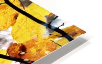 fall .. HD Metal print