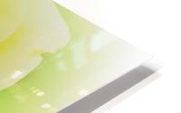 Rose yellow  HD Metal print