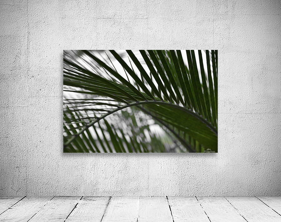 palm tree Wall Preview