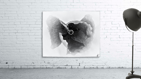 Poppy  Wall Preview