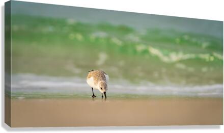 Surfs Up Canvas Print