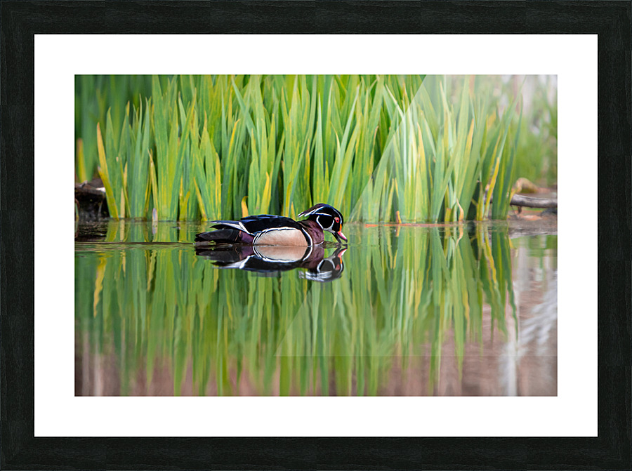 Wood Duck Picture Frame print