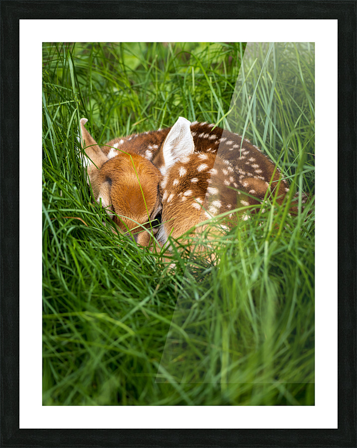 Bedded Down Picture Frame print