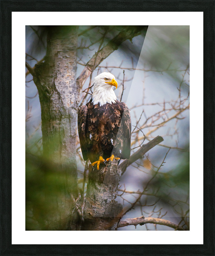 Through the Trees Picture Frame print