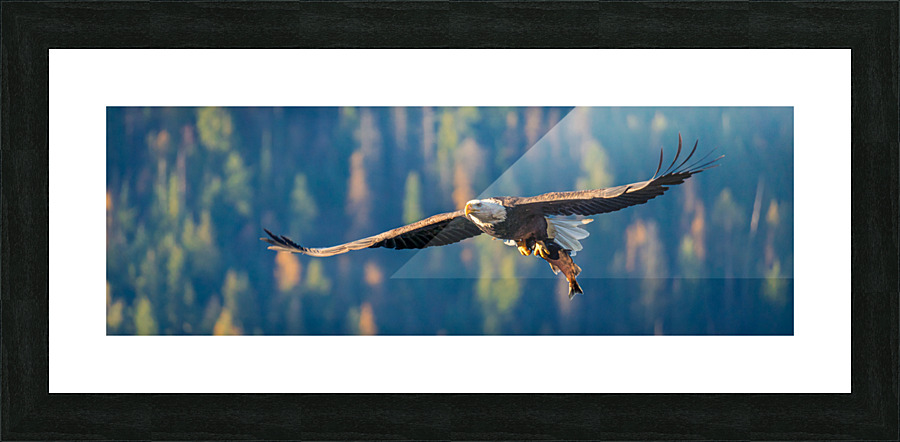 Soaring Eagle Picture Frame print