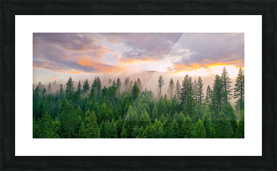 Foggy Forest Picture Frame print
