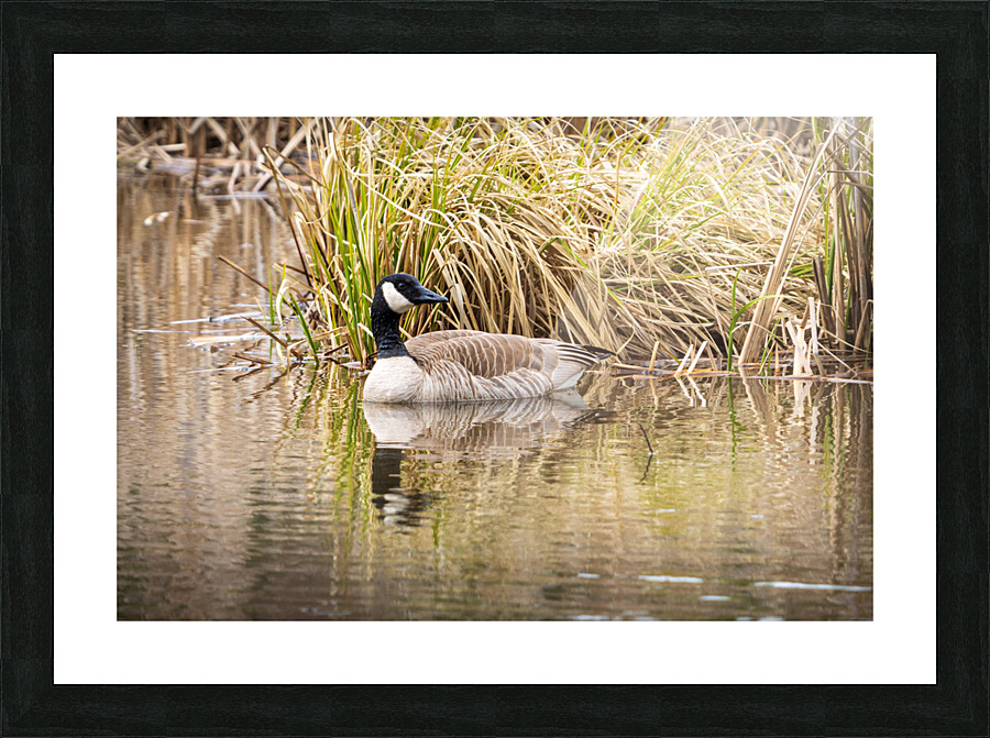 Spring Goose Picture Frame print