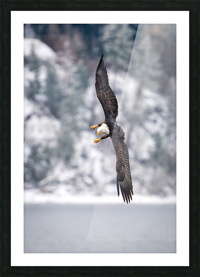 Show Off Picture Frame print