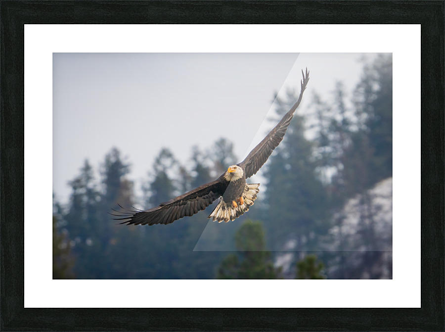 Early Bird Picture Frame print