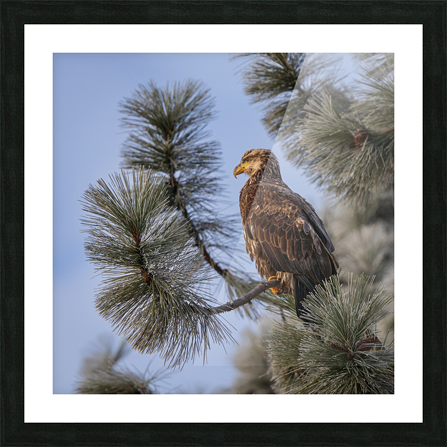 Patiently Waiting Picture Frame print