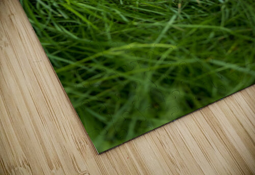 Bedded Down Dan Smith puzzle