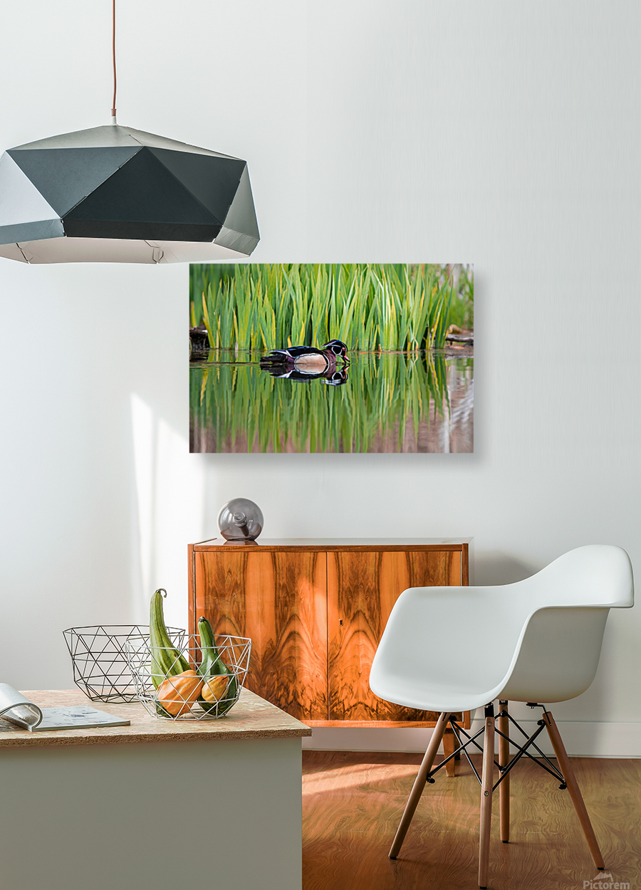 Wood Duck Reproduction