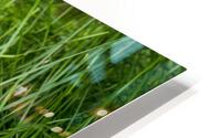 Bedded Down HD Metal print