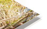 Spring Goose HD Metal print