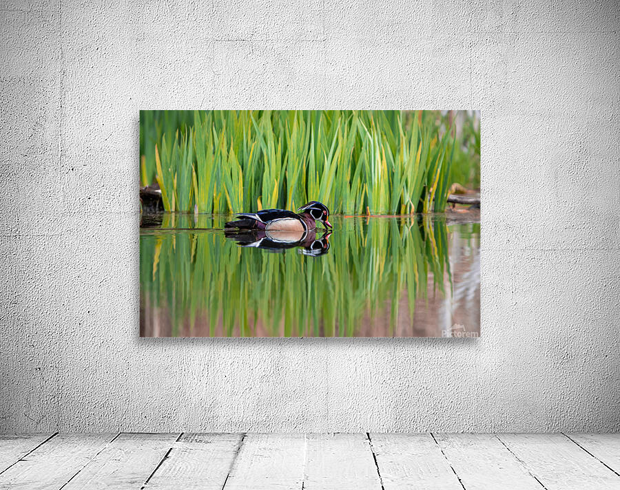 Wood Duck Wall Preview