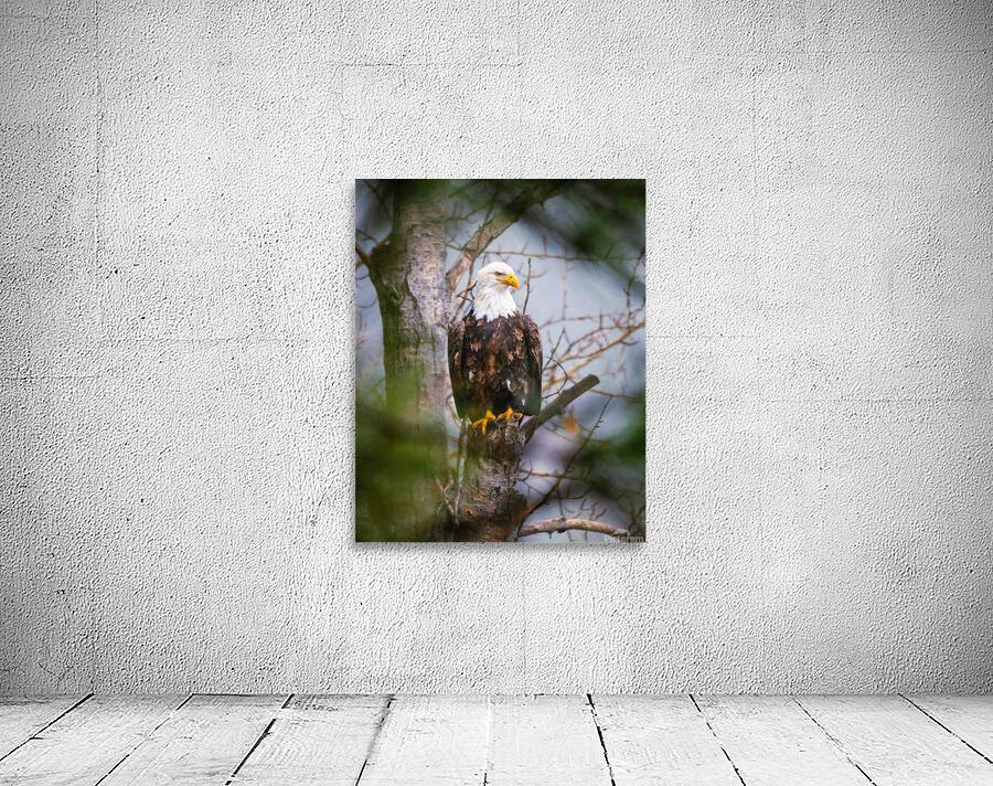 Through the Trees Wall Preview