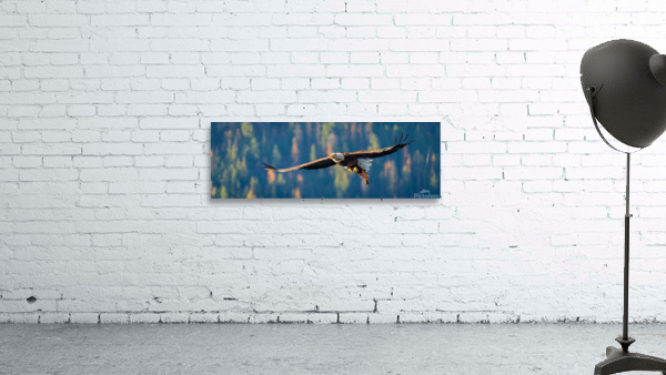 Soaring Eagle Wall Preview