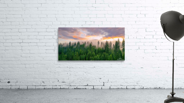 Foggy Forest Wall Preview