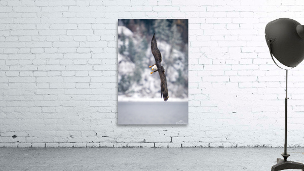 Show Off Wall Preview